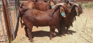 Distinctive Traits of Kalahari Goats: A Unique Breed Among Others